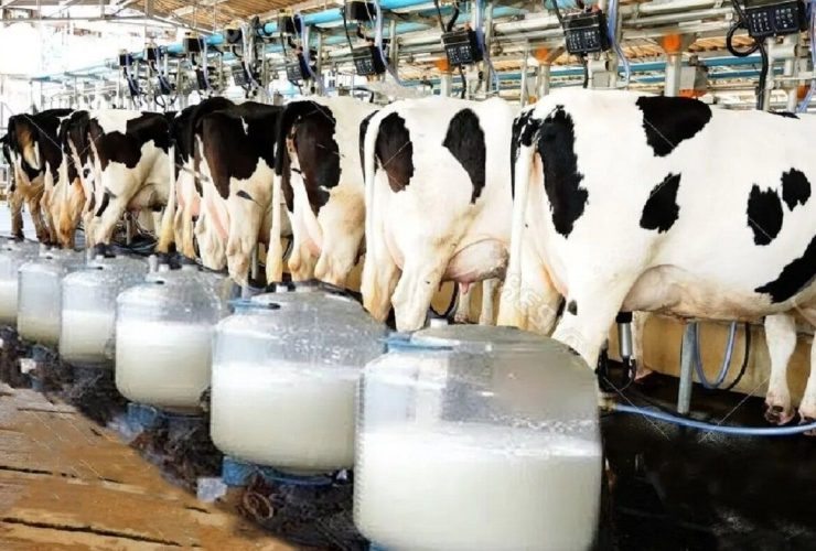 نرخ جدید شیر خام درب دامداری اعلام شد
