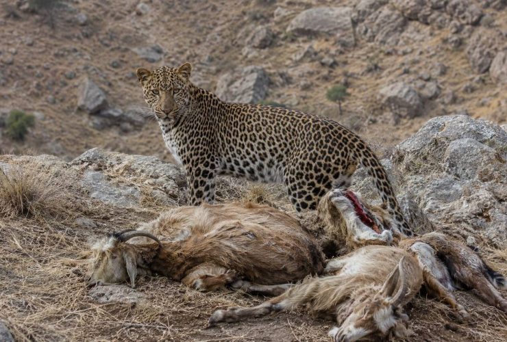 حمله پلنگ در شیمبار با تلف شدن ۶ رأس بز همراه شد