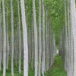 اجرای طرح زراعت چوب در ۱۰۰ هکتار از زمین های کهگیلویه و بویراحمد هدفگذاری شد