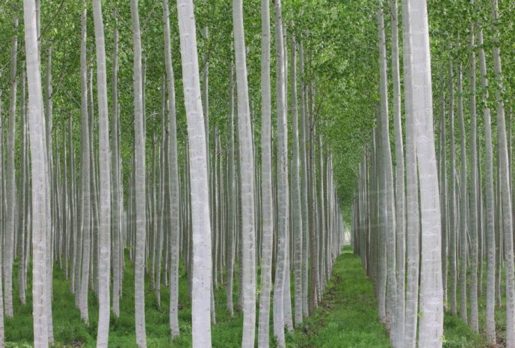 اجرای طرح زراعت چوب در ۱۰۰ هکتار از زمین های کهگیلویه و بویراحمد هدفگذاری شد