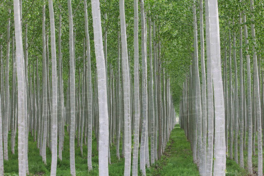 اجرای طرح زراعت چوب در ۱۰۰ هکتار از زمین های کهگیلویه و بویراحمد هدفگذاری شد