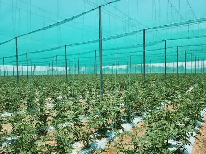 طرح‌های کشاورزی قزوین متقاضی ۱.۵ همت تسهیلات شدند