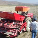خیز چهارمحال و بختیاری برای تولید ۱۰ هزار تن سیب‌زمینی بذری
