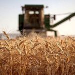 اجرای خاک ورزی حفاظتی در اراضی کشاورزی خرمشهر