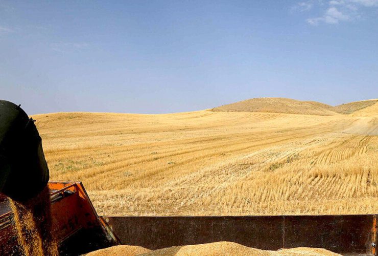 خرید تضمینی گندم در مازندران از مرز ۷۵ هزار تن عبور کرد