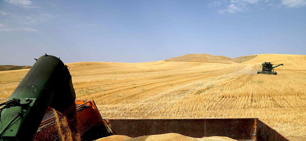 خرید تضمینی گندم در مازندران از مرز ۷۵ هزار تن عبور کرد