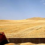ثبت خرید نزدیک به ۷۳ هزار تن گندم از کشاورزان خراسان شمالی