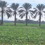 بوشهر صاحب ۳۴ مزرعه الگویی کشاورزی شد