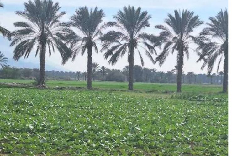 بوشهر صاحب ۳۴ مزرعه الگویی کشاورزی شد