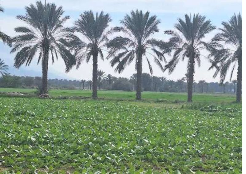 بوشهر صاحب ۳۴ مزرعه الگویی کشاورزی شد