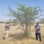 آغاز احداث باغ بذر در بوشهر؛ پشتوانه‌ای برای توسعه پوشش گیاهی