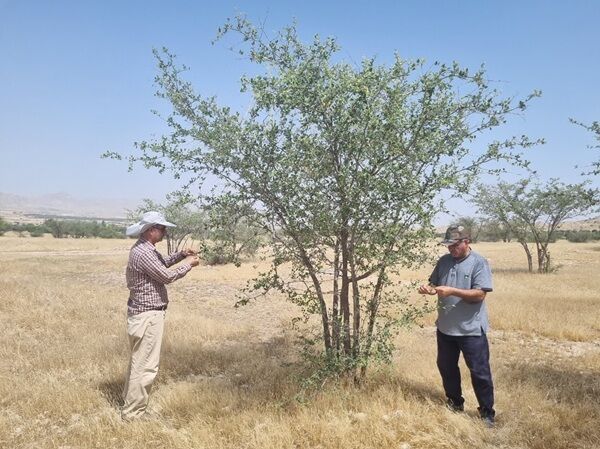 آغاز احداث باغ بذر در بوشهر؛ پشتوانه‌ای برای توسعه پوشش گیاهی