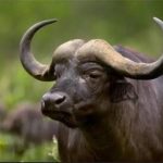تجارت پنهان بوفالو به جای گوساله؛ آیا مصرف‌کنندگان فریب می‌خورند؟