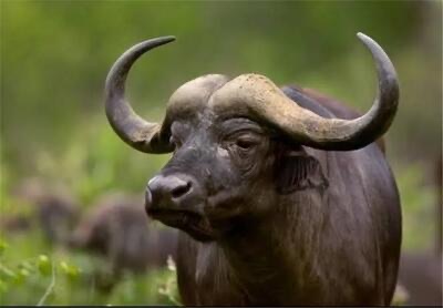 تجارت پنهان بوفالو به جای گوساله؛ آیا مصرف‌کنندگان فریب می‌خورند؟